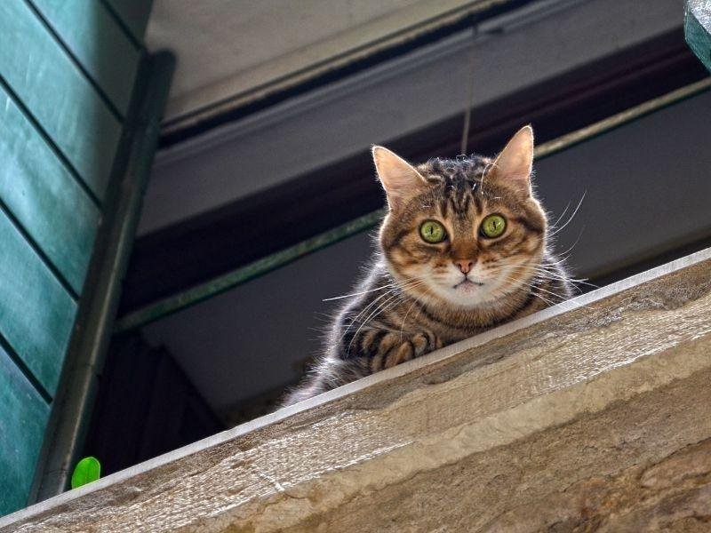 Proteja sua família com tela de proteção em Belo Horizonte