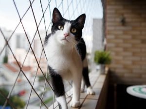 Redes de proteção anti-pombos em Belo Horizonte