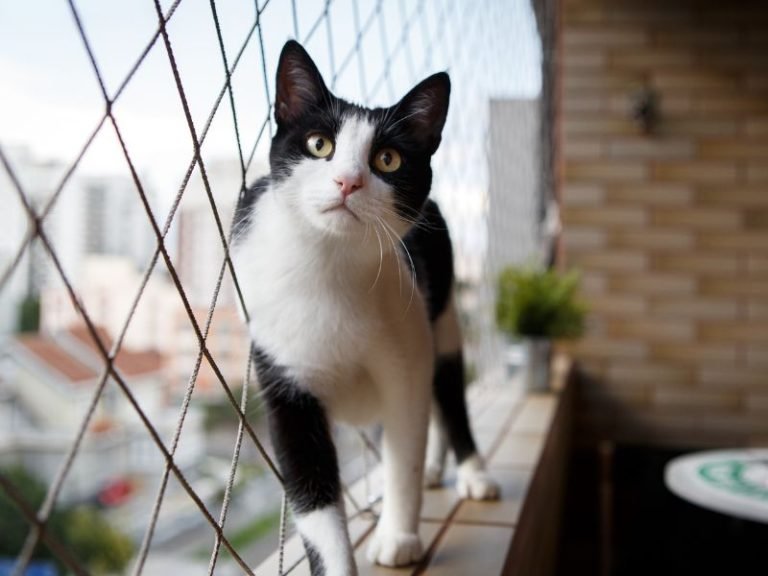 Redes de proteção anti-pombos em Belo Horizonte