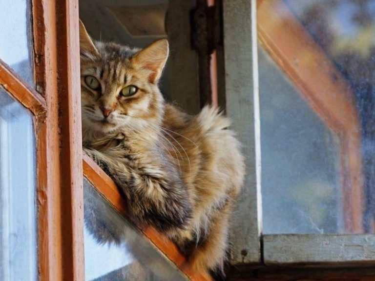 Telas de segurança para condomínios em Belo Horizonte